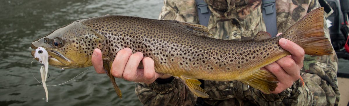 The Flow – Fly Fishing Blog